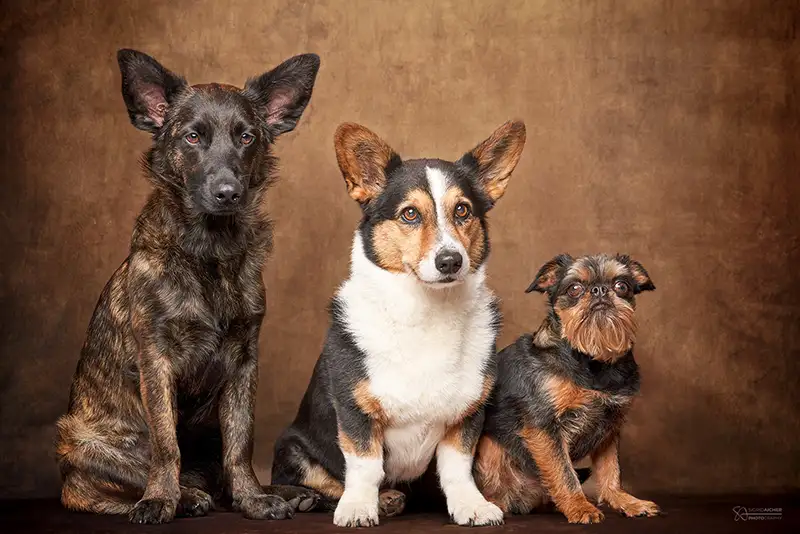 Hund und Mehr - Hundetraining mit Johanna Wurm